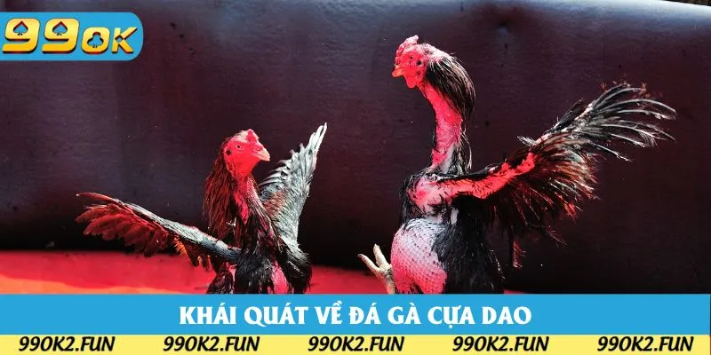 Khái quát các thông tin nên biết khi tham gia đá gà cựa dao Khái quát các thông tin nên biết khi tham gia đá gà cựa dao